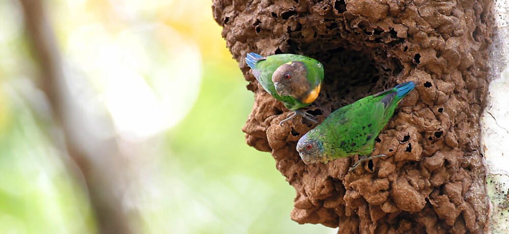 Geelvink Pygmy Parrot Biak