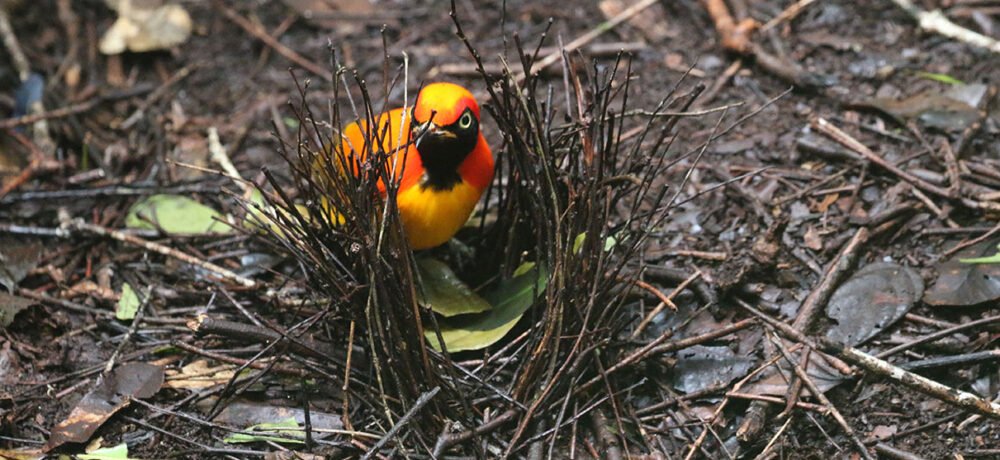 Masked Bowerbird 2