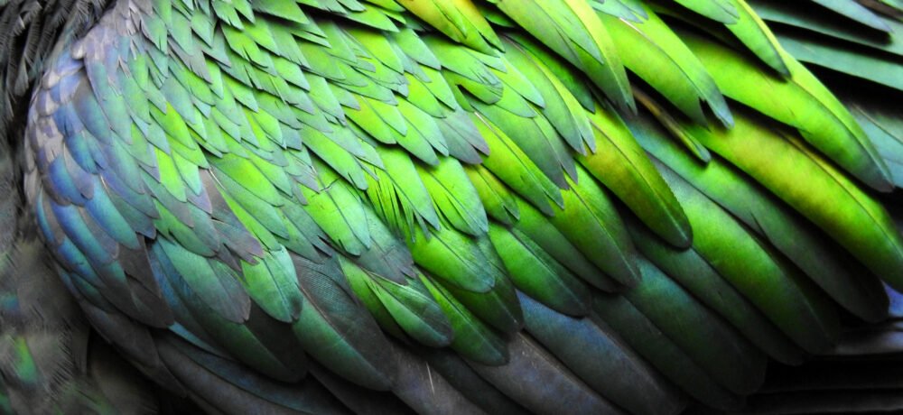 Nicobar pigeon 2